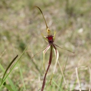 Caladenia parva at Brindabella, NSW - suppressed