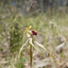 Caladenia parva at Brindabella, NSW - 8 Oct 2014