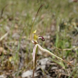 Caladenia parva at Brindabella, NSW - 8 Oct 2014