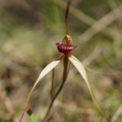 Caladenia orestes (Burrinjuck Spider Orchid) at Brindabella, NSW - 8 Oct 2014 by AaronClausen