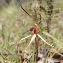 Caladenia orestes at suppressed - 8 Oct 2014