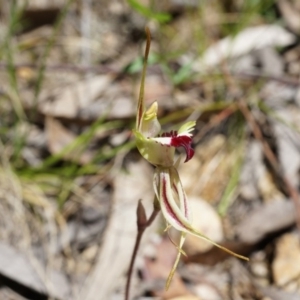 Caladenia parva at Brindabella, NSW - suppressed