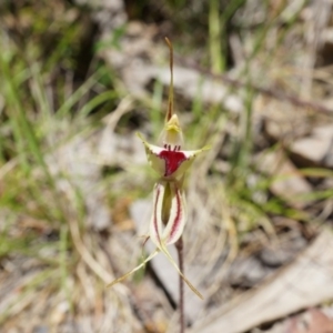 Caladenia parva at Brindabella, NSW - suppressed