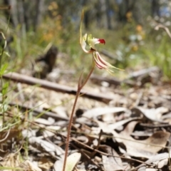 Caladenia parva at Brindabella, NSW - 8 Oct 2014