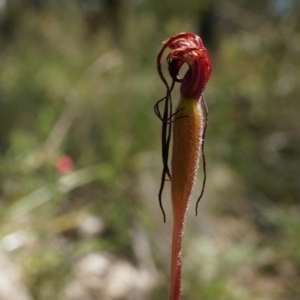 Caladenia orestes at suppressed - suppressed