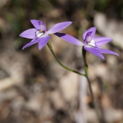 Glossodia major (Wax Lip Orchid) at Brindabella, NSW - 8 Oct 2014 by AaronClausen