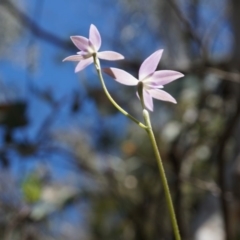 Glossodia major at Brindabella, NSW - suppressed