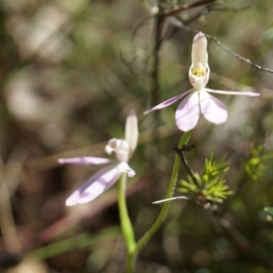 Caladenia carnea at Brindabella, NSW - suppressed