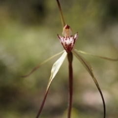 Caladenia orestes (Burrinjuck Spider Orchid) at Brindabella, NSW - 8 Oct 2014 by AaronClausen