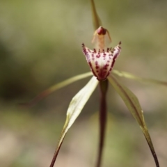 Caladenia orestes at suppressed - 8 Oct 2014