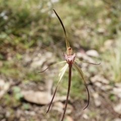 Caladenia orestes at suppressed - 8 Oct 2014