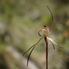 Caladenia orestes at suppressed - 8 Oct 2014