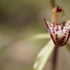 Caladenia orestes at suppressed - 8 Oct 2014