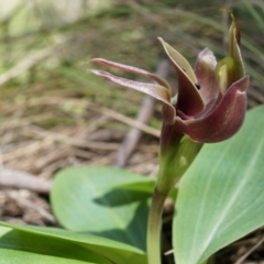 Chiloglottis valida (Large Bird Orchid) at Brindabella, NSW - 8 Oct 2014 by AaronClausen