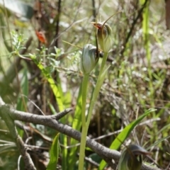 Pterostylis pedunculata (Maroonhood) at Brindabella, NSW - 8 Oct 2014 by AaronClausen