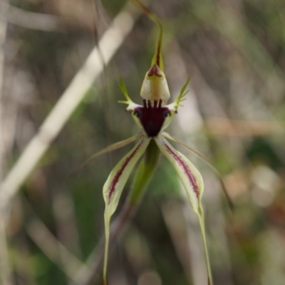 Caladenia parva (Brown-clubbed Spider Orchid) at Brindabella, NSW - 8 Oct 2014 by AaronClausen