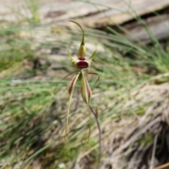 Caladenia parva at Brindabella, NSW - 8 Oct 2014