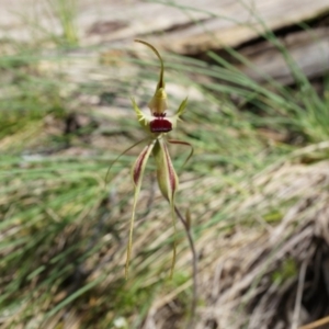 Caladenia parva at Brindabella, NSW - 8 Oct 2014