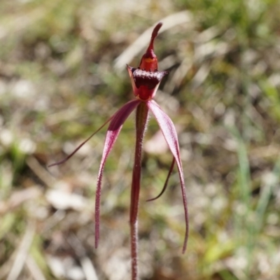 Caladenia orestes (Burrinjuck Spider Orchid) at Brindabella, NSW - 8 Oct 2014 by AaronClausen