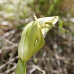 Pterostylis curta at Brindabella, NSW - 8 Oct 2014