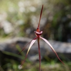 Caladenia orestes at suppressed - suppressed