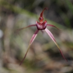 Caladenia orestes at suppressed - suppressed