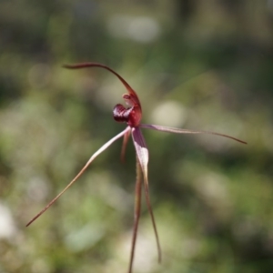 Caladenia orestes at suppressed - 8 Oct 2014