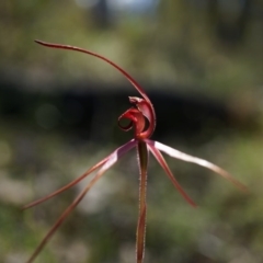 Caladenia orestes at suppressed - 8 Oct 2014