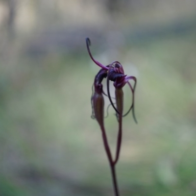 Caladenia orestes (Burrinjuck Spider Orchid) at Brindabella, NSW - 8 Oct 2014 by AaronClausen