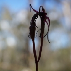 Caladenia orestes at suppressed - 8 Oct 2014