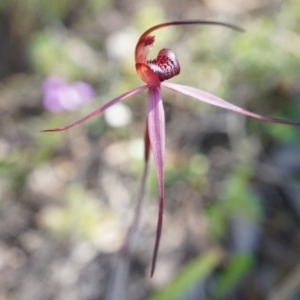 Caladenia orestes at suppressed - suppressed