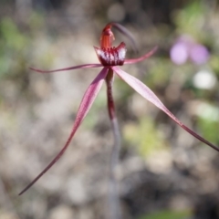 Caladenia orestes at suppressed - suppressed