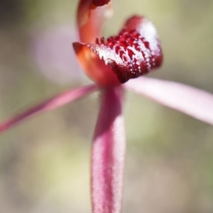 Caladenia orestes at suppressed - suppressed