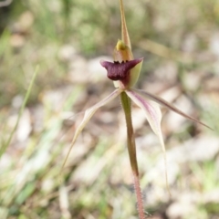 Caladenia clavigera (Clubbed spider orchid) at Brindabella, NSW - 8 Oct 2014 by AaronClausen