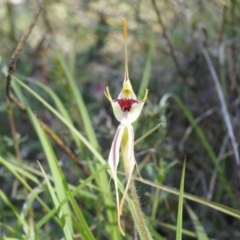 Caladenia parva (Brown-clubbed Spider Orchid) at Brindabella, NSW - 8 Oct 2014 by AaronClausen