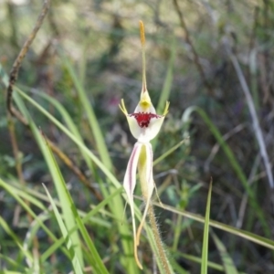 Caladenia parva at Brindabella, NSW - suppressed