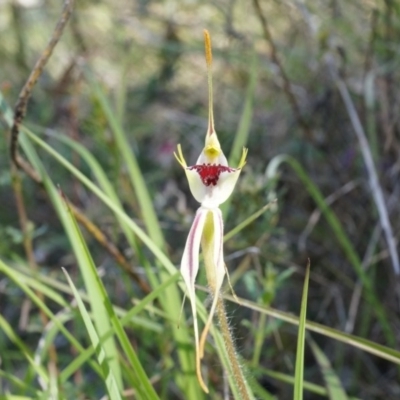 Caladenia parva (Brown-clubbed Spider Orchid) at Brindabella, NSW - 8 Oct 2014 by AaronClausen