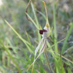 Caladenia parva at Brindabella, NSW - suppressed