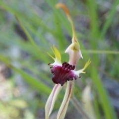 Caladenia parva at Brindabella, NSW - suppressed