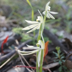 Caladenia carnea at Brindabella, NSW - suppressed