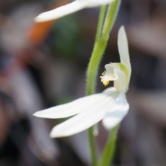 Caladenia carnea at Brindabella, NSW - suppressed