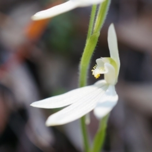 Caladenia carnea at Brindabella, NSW - 8 Oct 2014