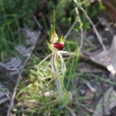 Caladenia parva (Brown-clubbed Spider Orchid) at Brindabella, NSW - 8 Oct 2014 by AaronClausen