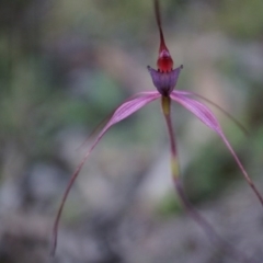 Caladenia orestes (Burrinjuck Spider Orchid) by AaronClausen