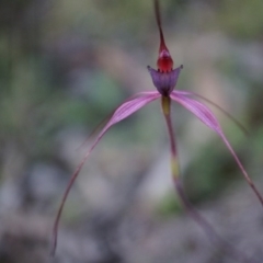 Caladenia orestes (Burrinjuck Spider Orchid) at Brindabella, NSW - 8 Oct 2014 by AaronClausen