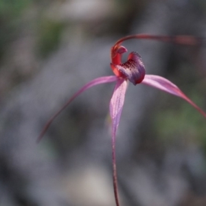 Caladenia orestes at suppressed - suppressed