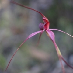 Caladenia orestes at suppressed - suppressed