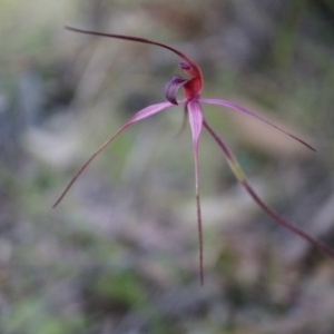 Caladenia orestes at suppressed - suppressed