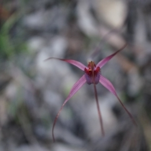 Caladenia orestes at suppressed - suppressed