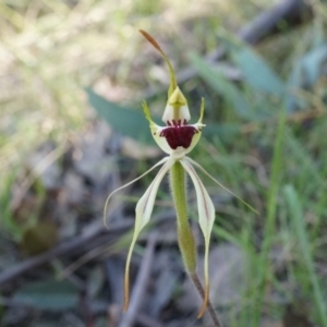 Caladenia parva at Brindabella, NSW - suppressed